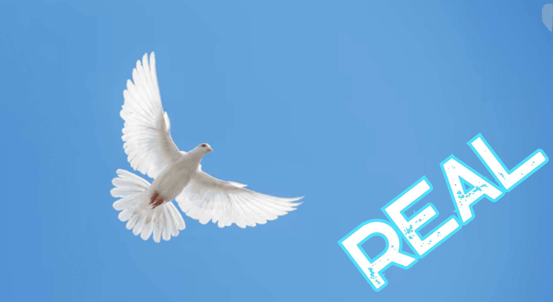 AppLoad DIGITAL DETECTIVE 