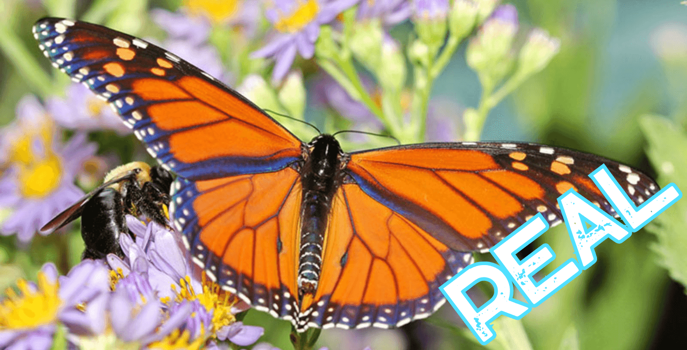 AppLoad DIGITAL DETECTIVE 